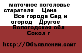 маточное поголовье старателя  › Цена ­ 3 700 - Все города Сад и огород » Другое   . Вологодская обл.,Сокол г.